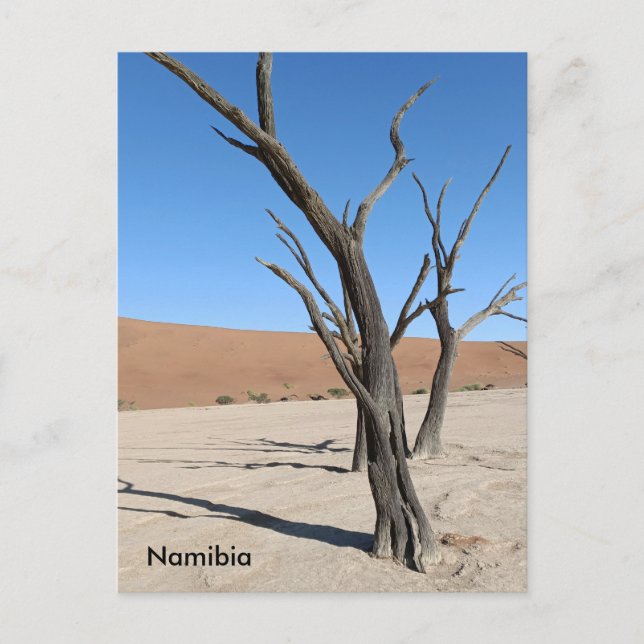 Dead Vlei, Namibia Postcard (Front)