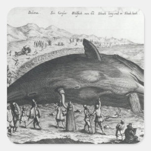 Dead whale square sticker