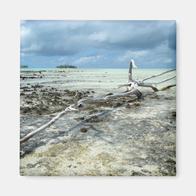 Dead wood in the Pacific magnet (Front)