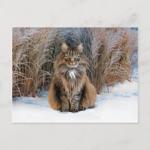 "Dear Prudence" Postcard