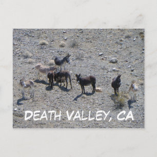 Death Valley Donkey Postcard! Postcard