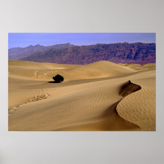 Death Valley sand dune Poster (Front)