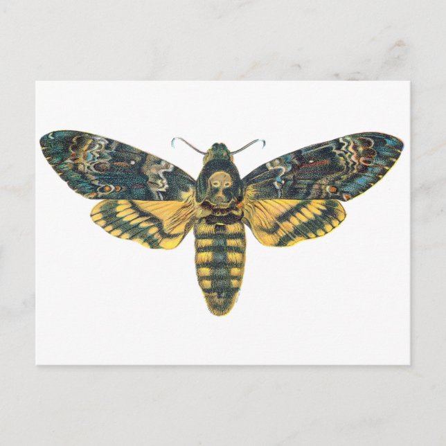 Death's Head Hawk Moth, Large Moth, Moth Print Postcard (Front)