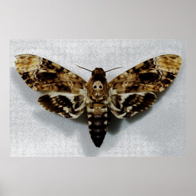 Death's Head Hawkmoth Acherontia Lachesis Poster (Front)