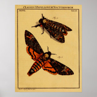 Death's Head Moth Poster