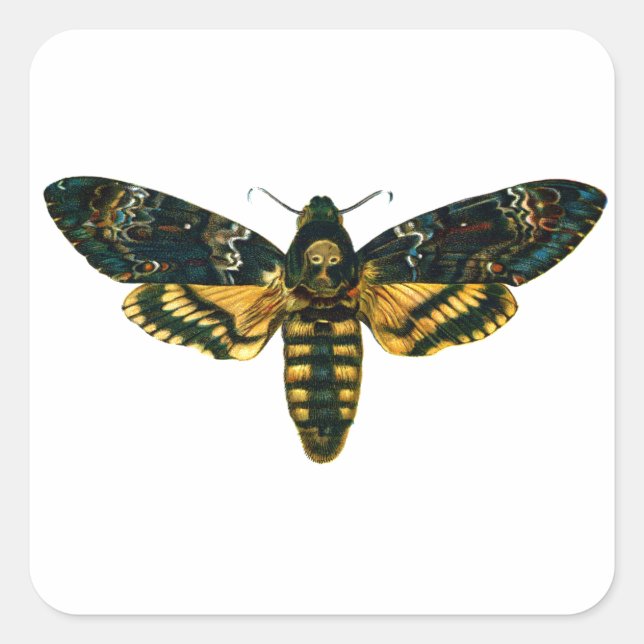 Death's Head Moth Square Sticker (Front)