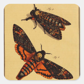 Death's Head Moth Square Sticker