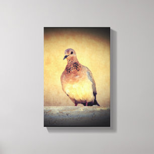 Debonair Dove Canvas Print