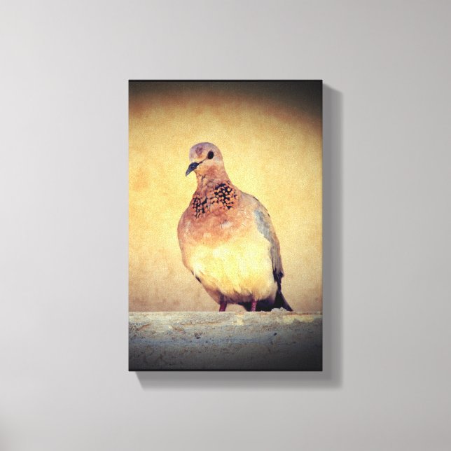 Debonair Dove  Canvas Print (Front)