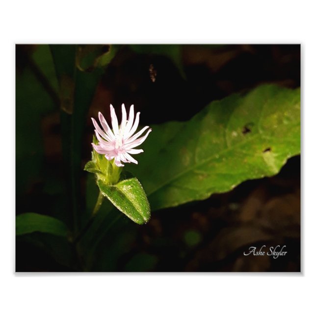 Debut Photo Print (Front)