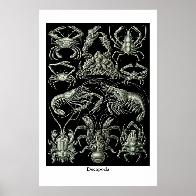 Decapoda, crustaceans illustration poster (Front)