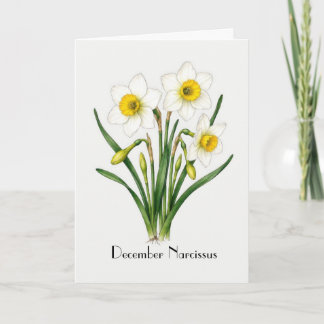 December Narcissus Flowers Greeting Card