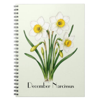 December Narcissus Flowers Notebook