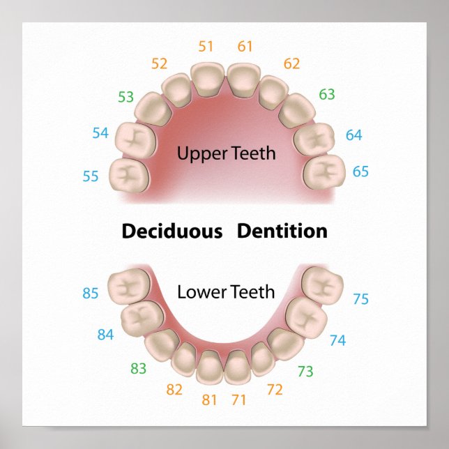 Deciduous dentition (baby teeth) poster (Front)