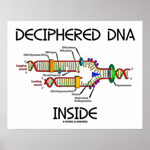 Deciphered DNA Inside DNA Replication Biology Poster