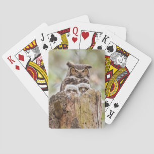 Deck of playing cards with owls