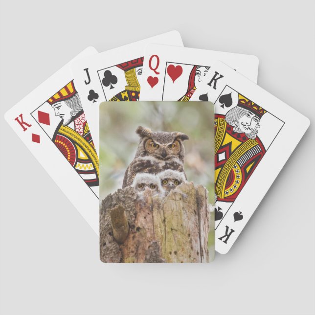 Deck of playing cards with owls (Back)