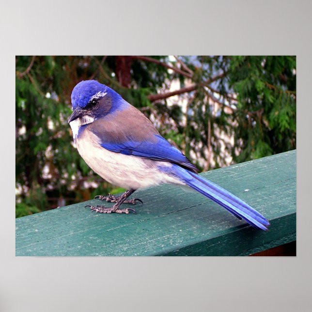 Deck Visitor Poster (Front)