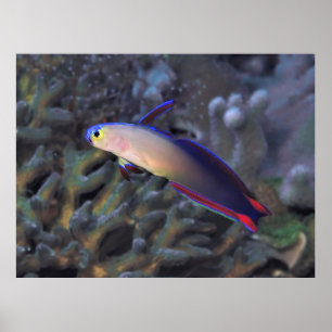 Decorated Dartfish II Poster