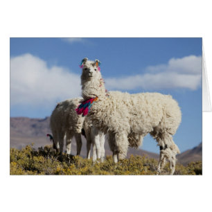 Decorated lama herd in the Puna, Andes mountains