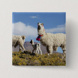 Decorated lama herd in the Puna, Andes mountains 3 15 Cm Square Badge
