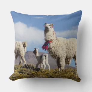 Decorated lama herd in the Puna, Andes mountains 3 Cushion