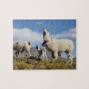 Decorated lama herd in the Puna, Andes mountains 3 Jigsaw Puzzle