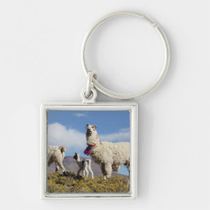 Decorated lama herd in the Puna, Andes mountains 3 Key Ring