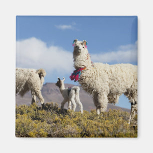 Decorated lama herd in the Puna, Andes mountains 3 Magnet