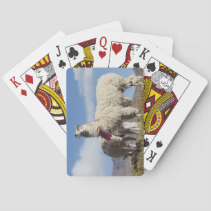 Decorated lama herd in the Puna, Andes mountains Playing Cards
