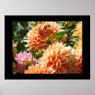 Decorative art prints Orange Dahlia Flowers Floral