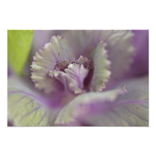 Decorative cabbage photo print