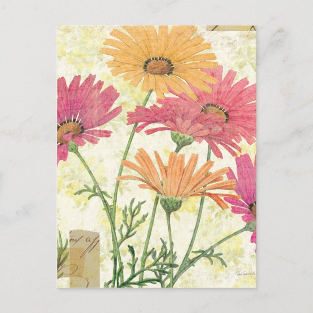 Decorative Daisies Postcard (Front)
