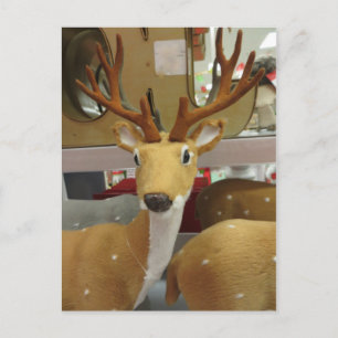 Decorative Deer Postcard