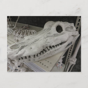 Decorative Gator Skull Postcard