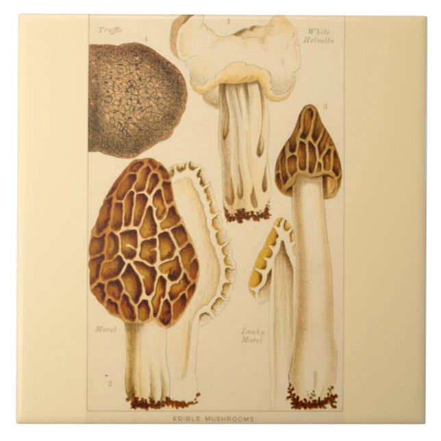 Decorative Kitchen  Accent Tile Edible Mushrooms (Front)