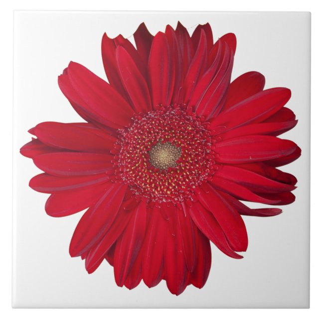 Decorative Red Gerber Daisy Close-Up Photograph Tile (Front)