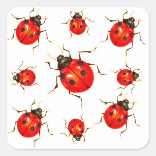 DECORATIVE RED LADY BUG GIFTS SQUARE STICKER