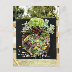 Decorative Succulents Postcard