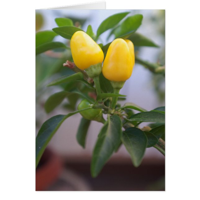 Decorative yellow pepper (Front)