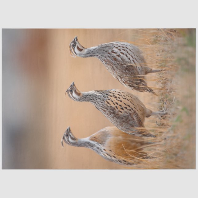 Decoupage 3 Gambel Birds In Field of Sage Grass   Tissue Paper (Front)