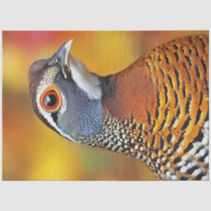 Decoupage Chestnut Bellied Partridge Bird Tissue Paper