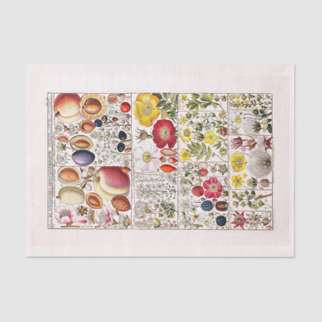 Decoupage Paper 10"x15" - Botanical Art 203 (Front)