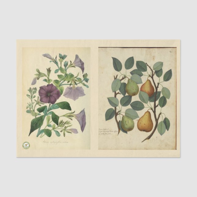 Decoupage Paper 10"x15" - Botanical Art 51 (Front)
