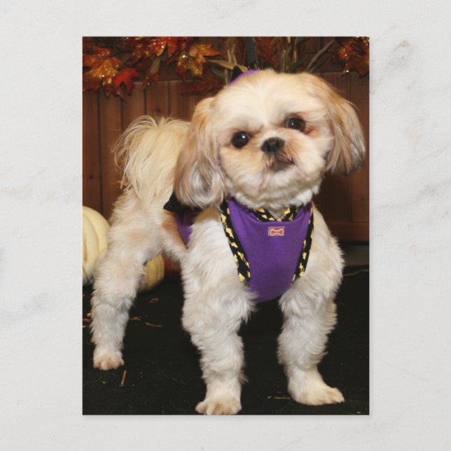 DeeDee -ShihTzu-Photo 3 Postcard (Front)