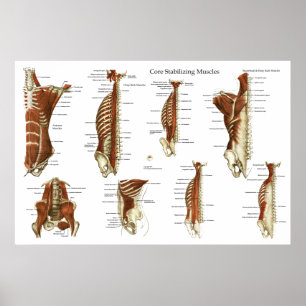 Deep and Core Stabilising Muscles Anatomy Poster