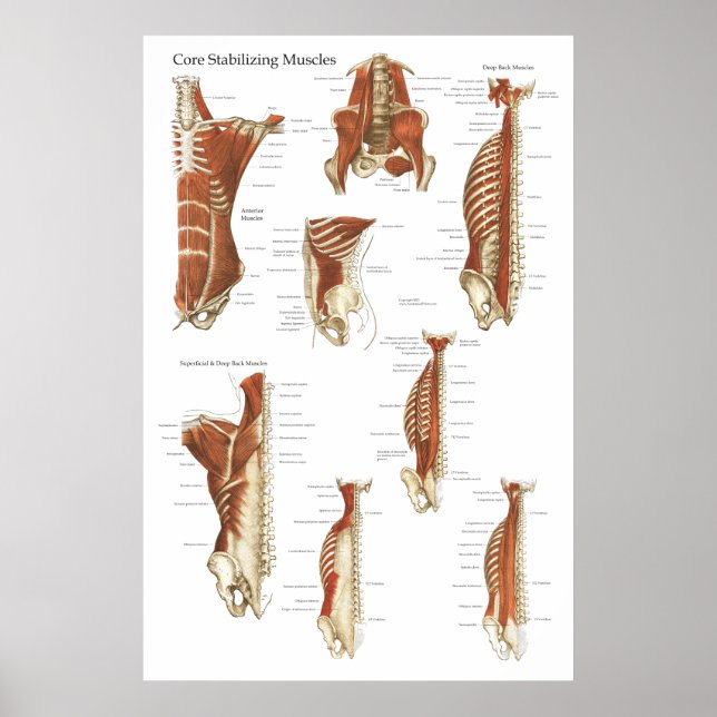 Deep and Core Stabilizing Muscles Anatomy Poster (Front)