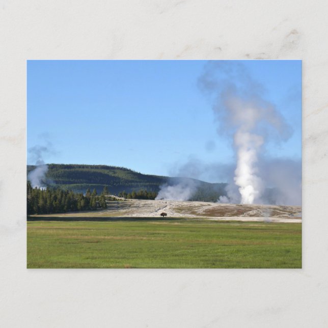 Deep Blue Geyser and Bison at Yellowstone Postcard (Front)