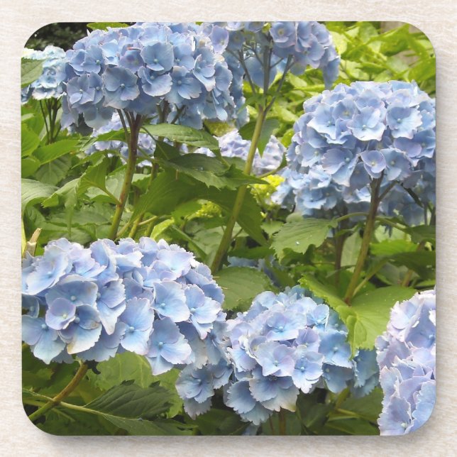 Deep Blue Hydrangeas Coaster (Front)