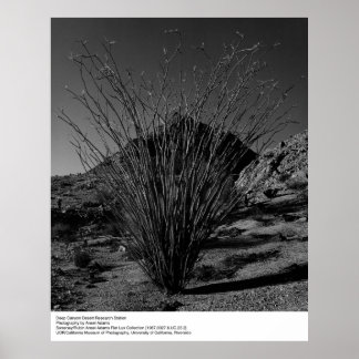 Deep Canyon Desert Research Station by Ansel Adams Poster